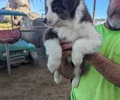 8 weeks Australian Shepherd puppies - 4