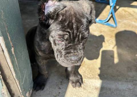 AKC Cane Corso puppy for sale