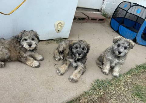 Miniature Schnauzer puppies