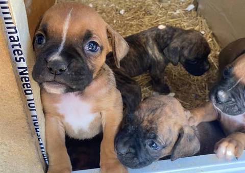 8 purebred boxer puppies for sale