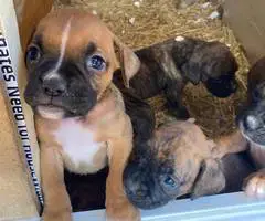 8 purebred boxer puppies for sale - 1