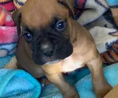8 purebred boxer puppies for sale - 4