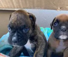 8 purebred boxer puppies for sale - 5