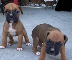 8 purebred boxer puppies for sale - 6