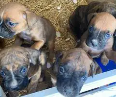 8 purebred boxer puppies for sale - 7