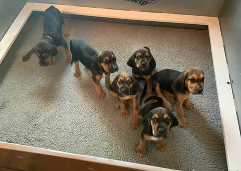 AKC black and tan bloodhound puppies