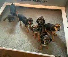 AKC black and tan bloodhound puppies - 1