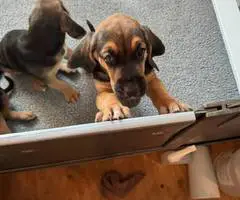 AKC black and tan bloodhound puppies - 3