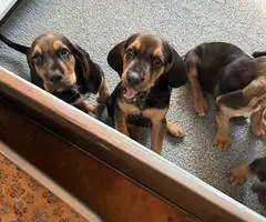 AKC black and tan bloodhound puppies - 6