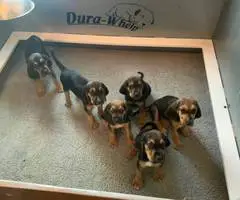 AKC black and tan bloodhound puppies - 7