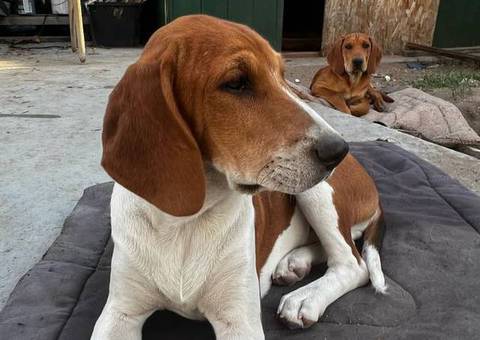 3 Beagle puppies available