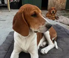 3 Beagle puppies available - 1