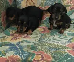 2 weenie dog puppies for sale - 6