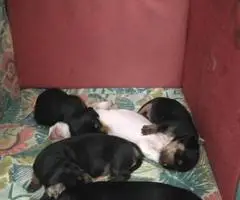 2 weenie dog puppies for sale - 9