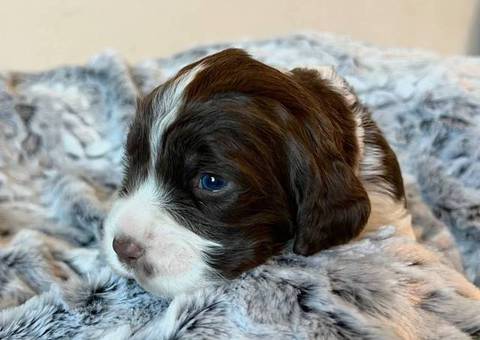 2024 English Springer Spaniel Puppies