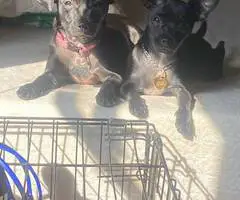 2 Chi weenie puppies to a good home - 3