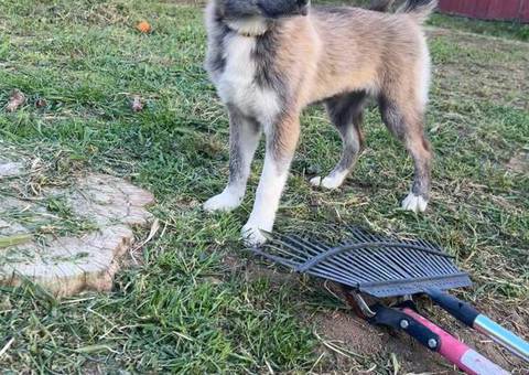 4 beautiful small Gerberian Shepskies
