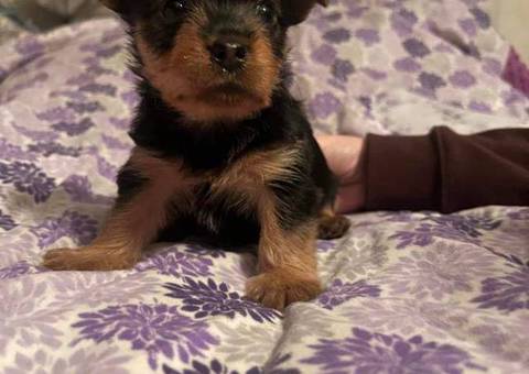 Purebred Silky terrier puppies for sale