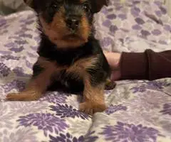 Purebred Silky terrier puppies for sale