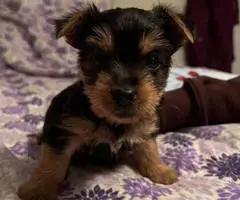 Purebred Silky terrier puppies for sale - 2