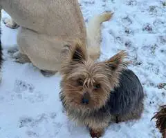 Purebred Silky terrier puppies for sale - 3