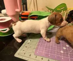 Mini Dachshund puppies ready April 2024