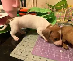 Mini Dachshund puppies ready April 2024 - 3