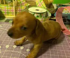 Mini Dachshund puppies ready April 2024 - 4