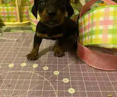 Mini Dachshund puppies ready April 2024 - 5