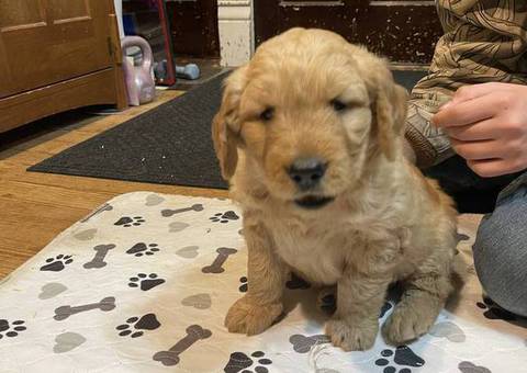 F1b Golden Doodle puppies for sale