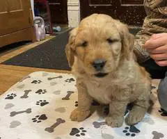 F1b Golden Doodle puppies for sale - 1