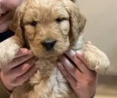 F1b Golden Doodle puppies for sale - 2