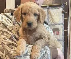 F1b Golden Doodle puppies for sale - 3