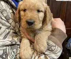 F1b Golden Doodle puppies for sale - 4