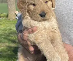 F1b Golden Doodle puppies for sale - 5