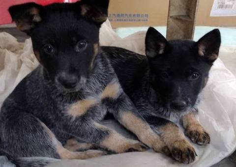 2 male Border Heeler puppies