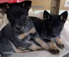 2 male Border Heeler puppies - 1