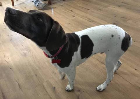 Young German Shorthaired Pointer