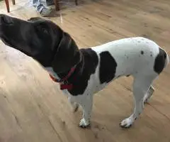 Young German Shorthaired Pointer