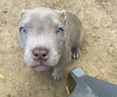 2.5 months old puppy pitbull - 3