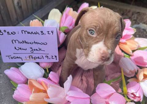 Beautiful brown & white Staffy puppy