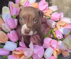 Beautiful brown & white Staffy puppy - 2