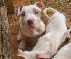 4 Pit Bull puppies need home - 1