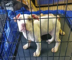 4 Pit Bull puppies need home - 2