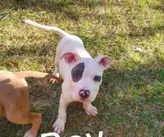 4 Pit Bull puppies need home - 3