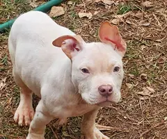 4 Pit Bull puppies need home - 4