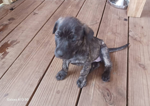 Rhodesian Ridgeback mix puppies