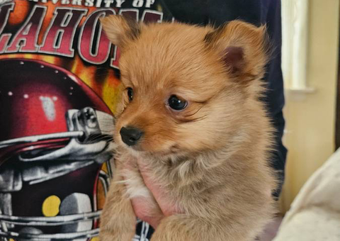 2 little male Pomeranian puppies