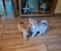 2 little male Pomeranian puppies - 6