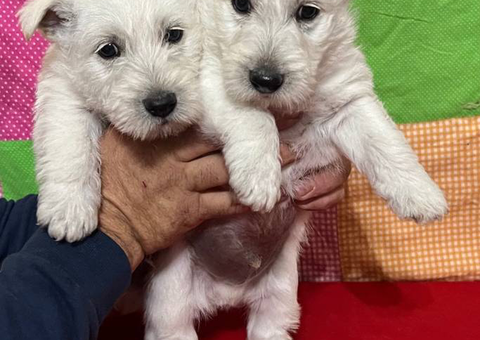 2 male Scottie puppies for sale
